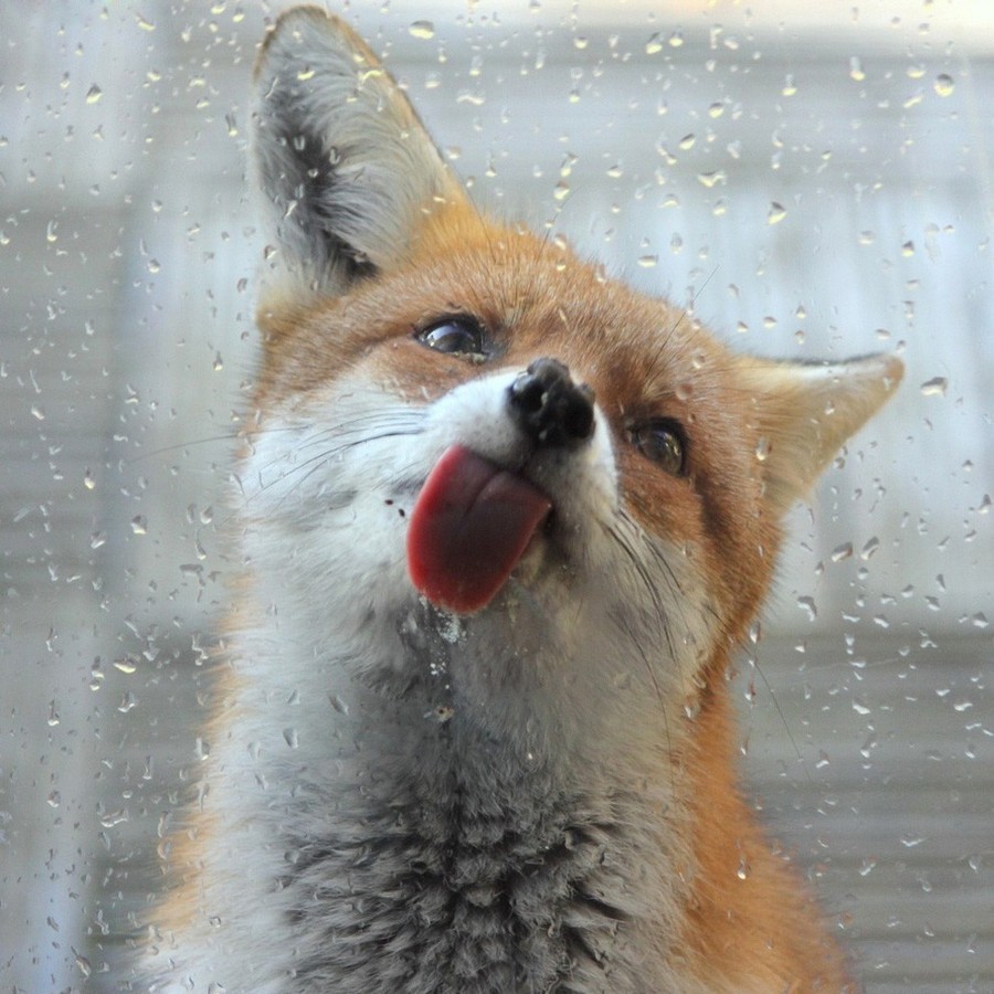 Funny Animals Licking Glass (21 pics)