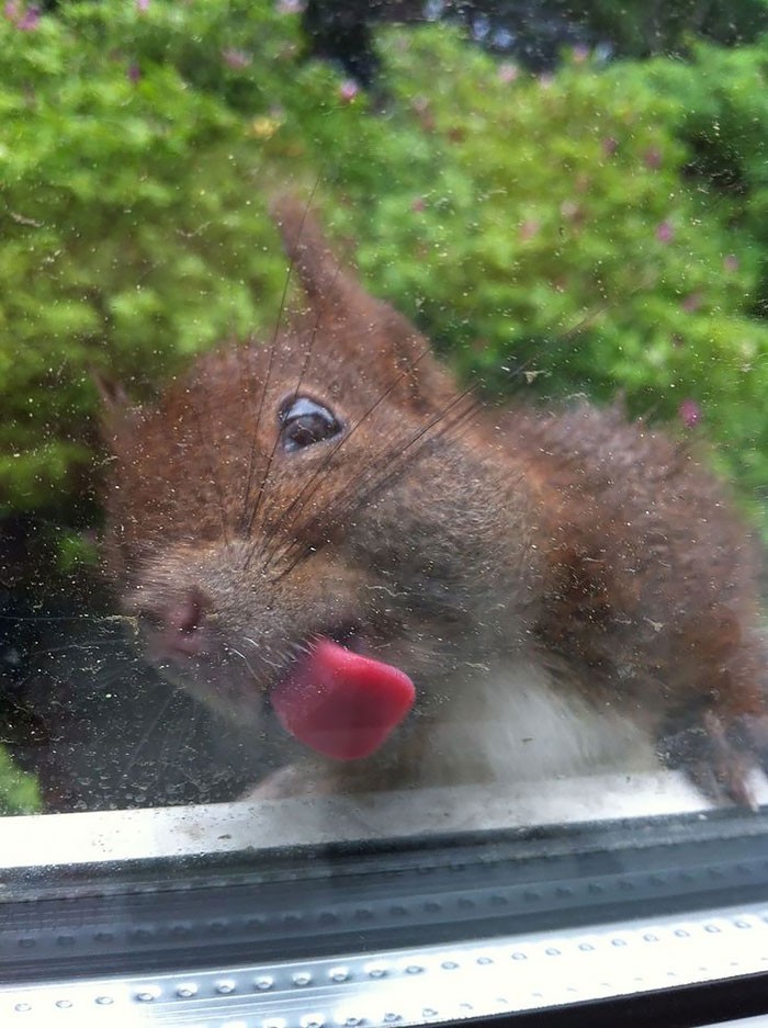 Funny Animals Licking Glass (21 pics)