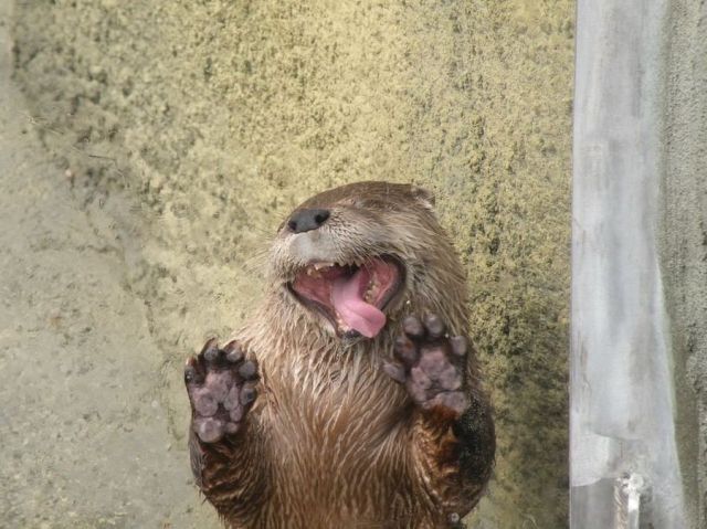 Funny Animals Licking Glass (21 pics)