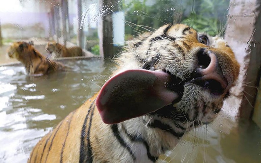 Funny Animals Licking Glass (21 pics)