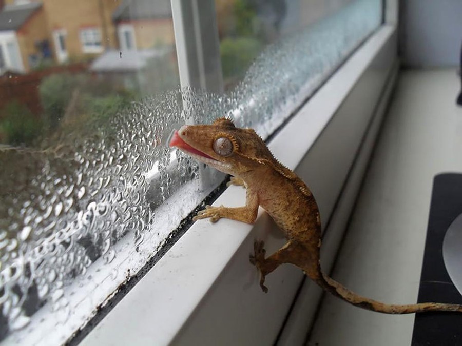 Funny Animals Licking Glass (21 pics)