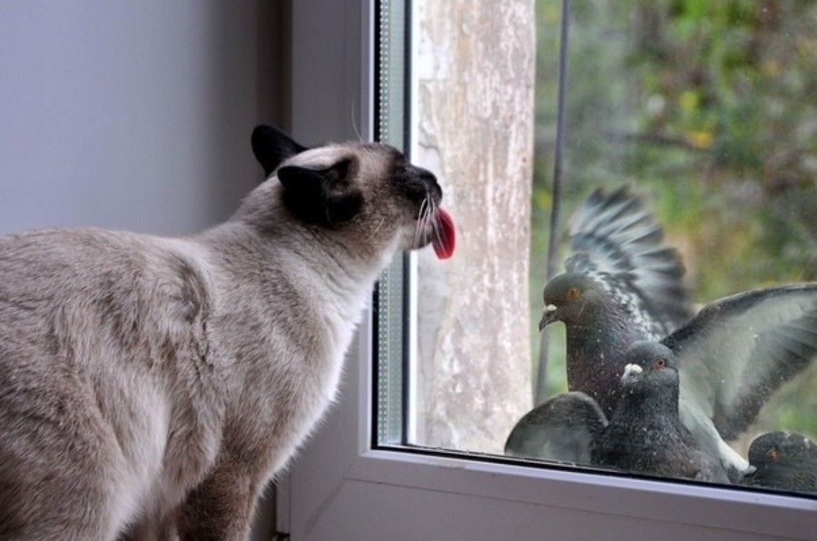 Funny Animals Licking Glass (21 pics)
