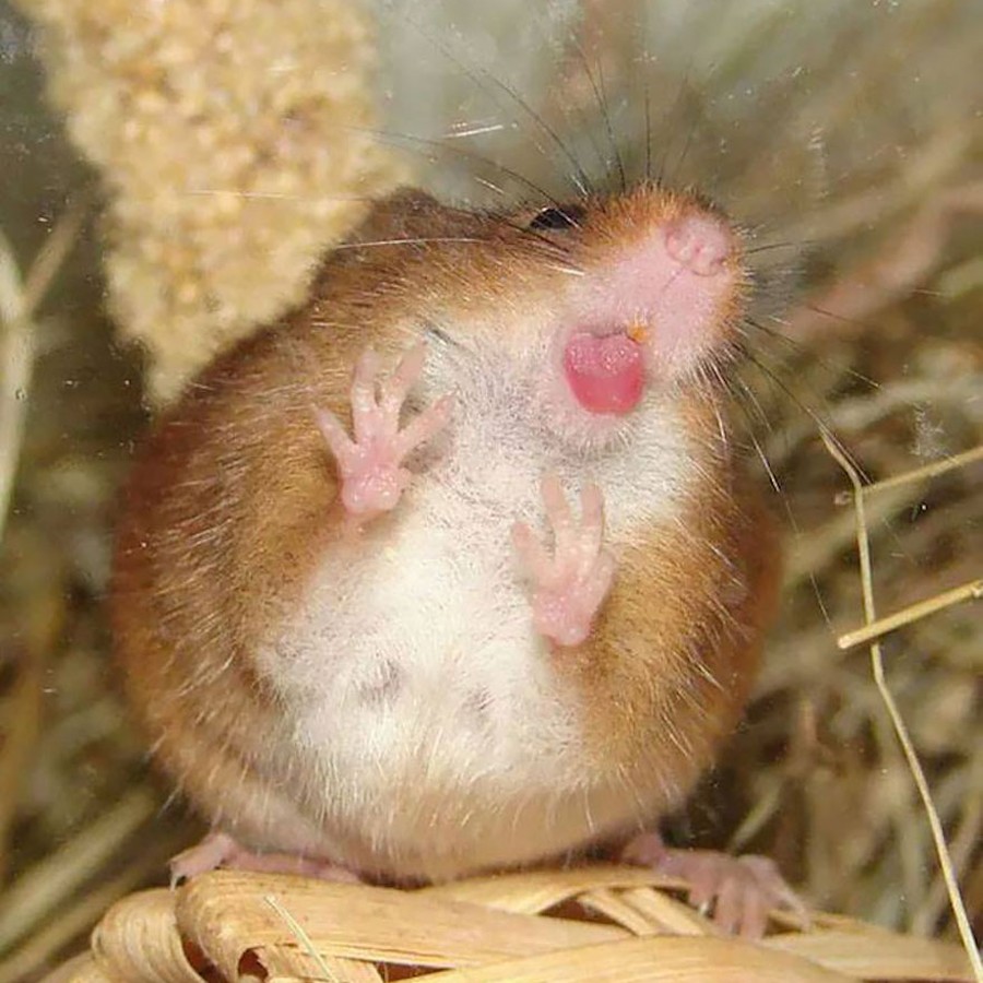 Funny Animals Licking Glass (21 pics)