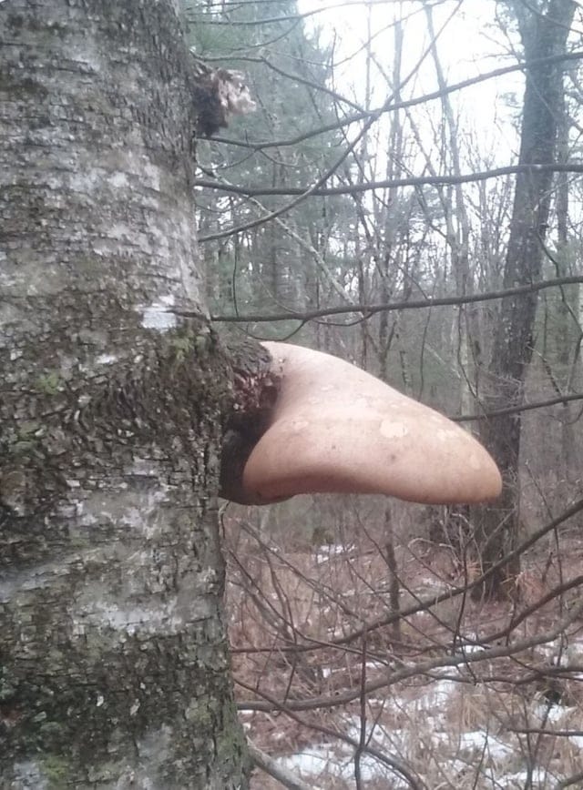 Unusual Finds In The Forests (16 pics)