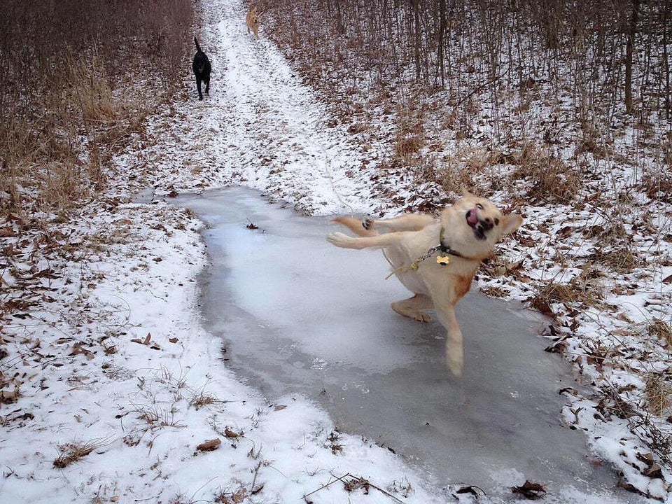 Cute Pets (20 pics)