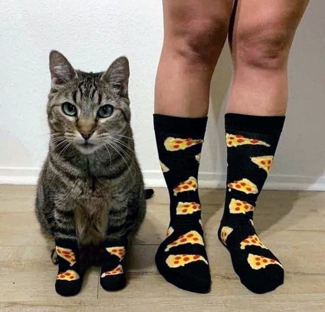 Cute Pets (20 pics)