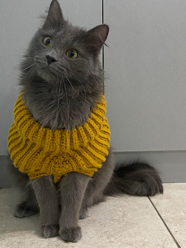 Cute Pets (20 pics)