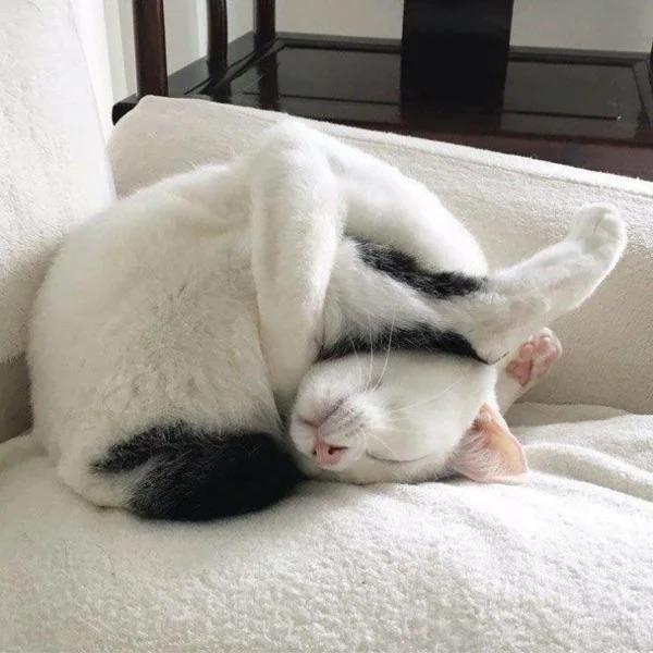 Cute Pets (20 pics)