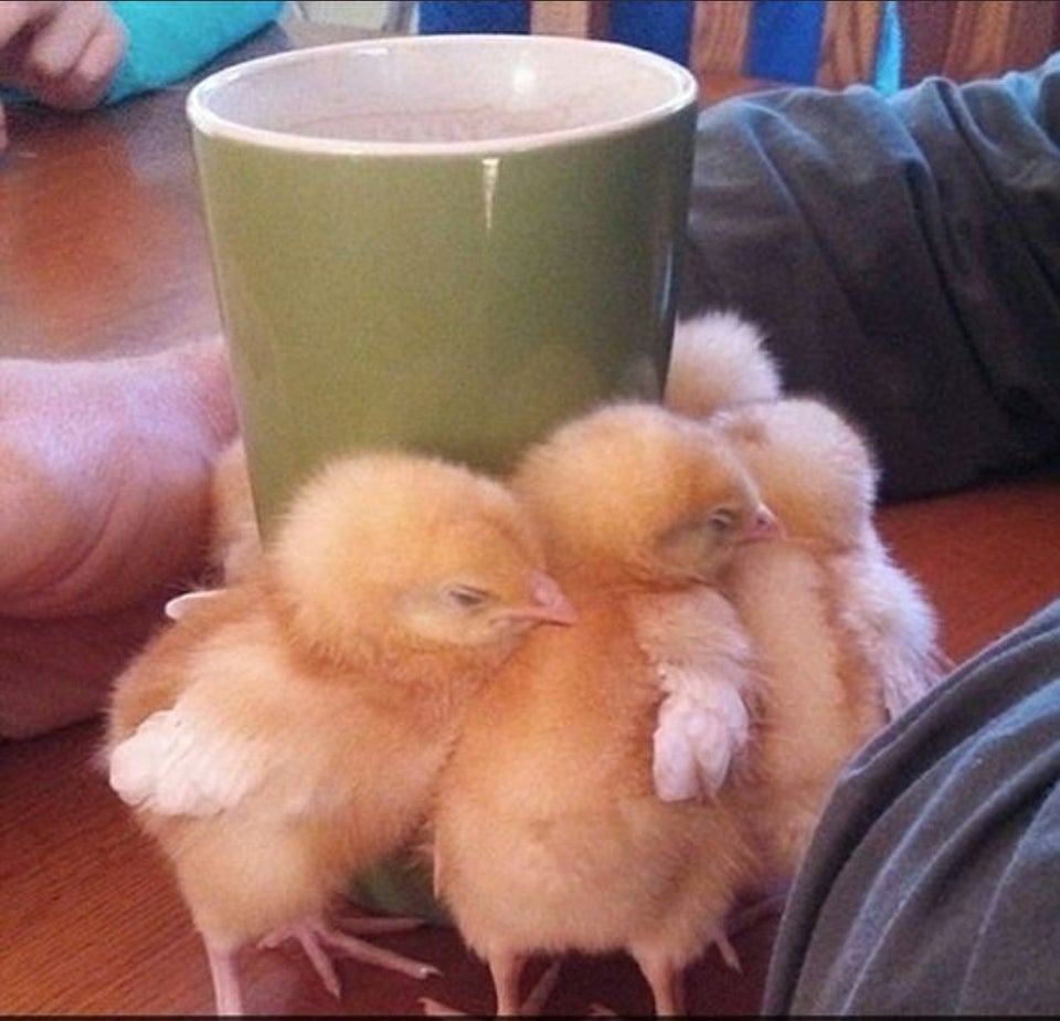 Cute Pets (20 pics)
