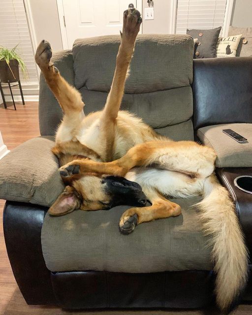 Cute Pets (20 pics)