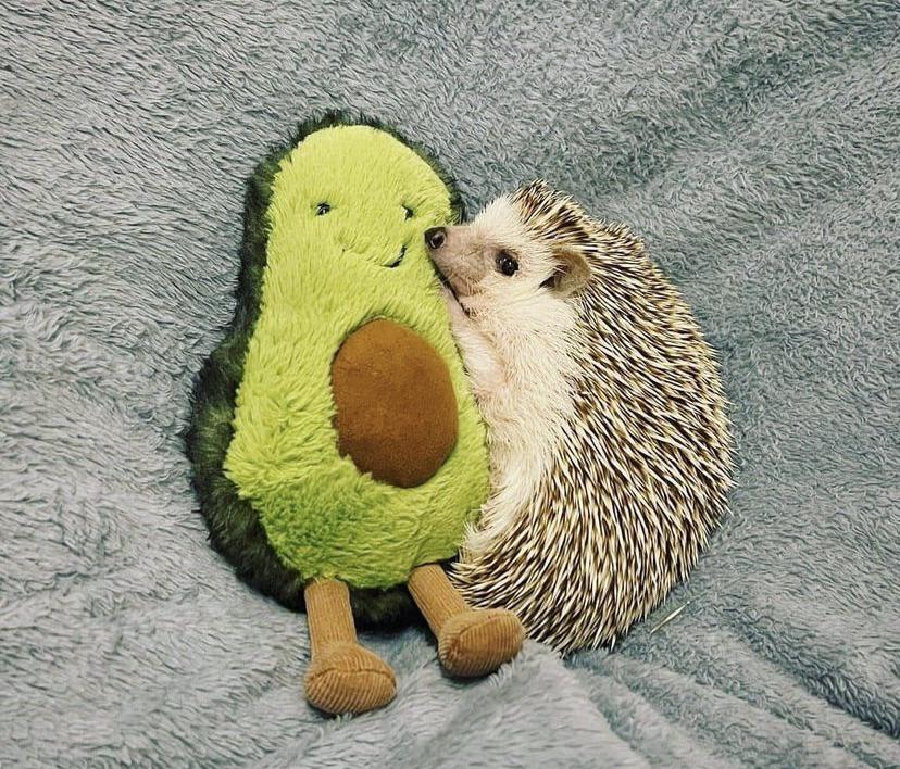 Cute Pets (20 pics)