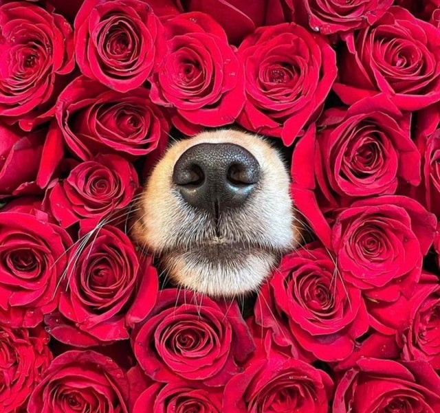 Cute Pets (20 pics)