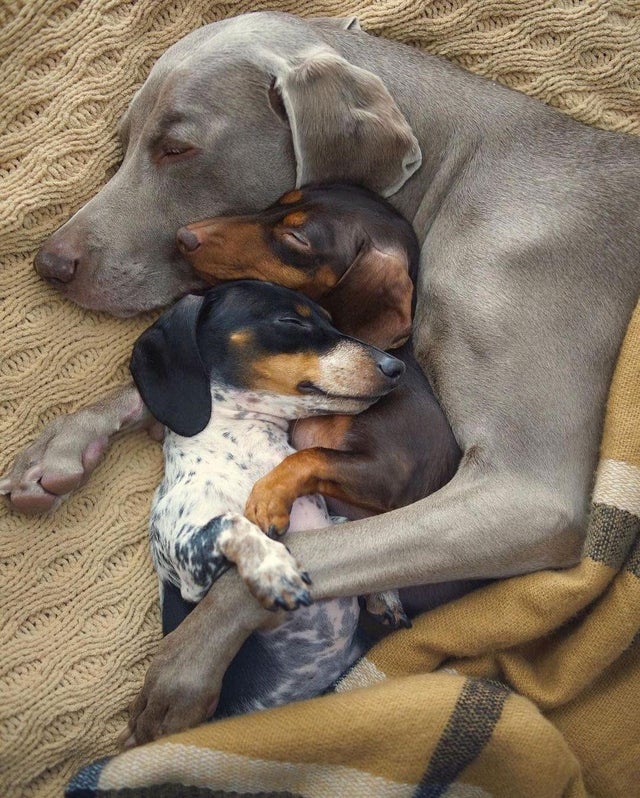 Cute Pets (20 pics)