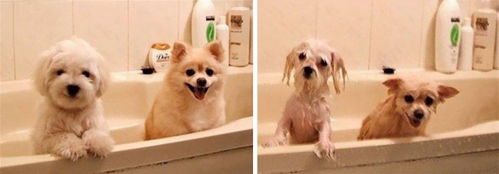 Funny Dogs After Shower (28 pics)