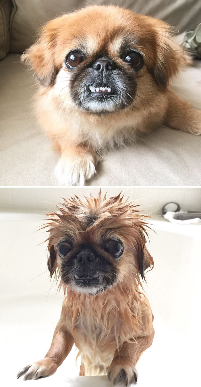 Funny Dogs After Shower (28 pics)