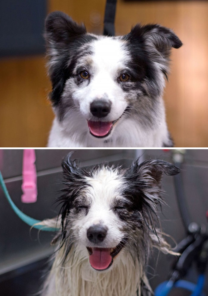 Funny Dogs After Shower (28 pics)
