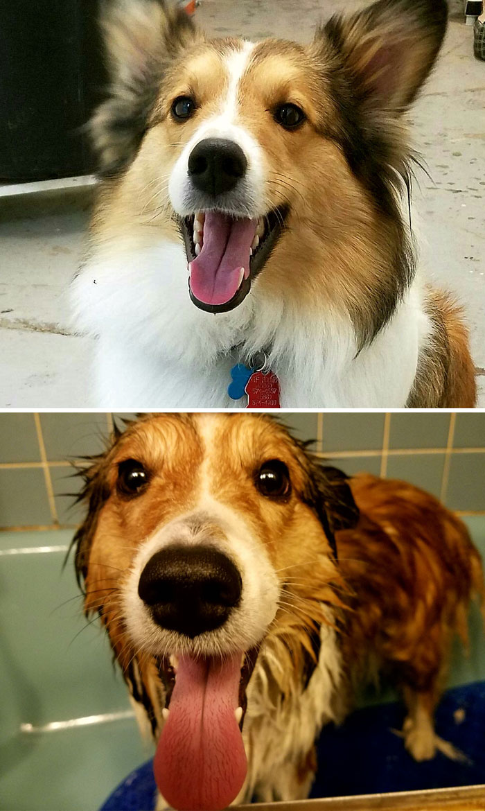 Funny Dogs After Shower (28 pics)
