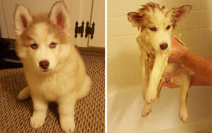 Funny Dogs After Shower (28 pics)