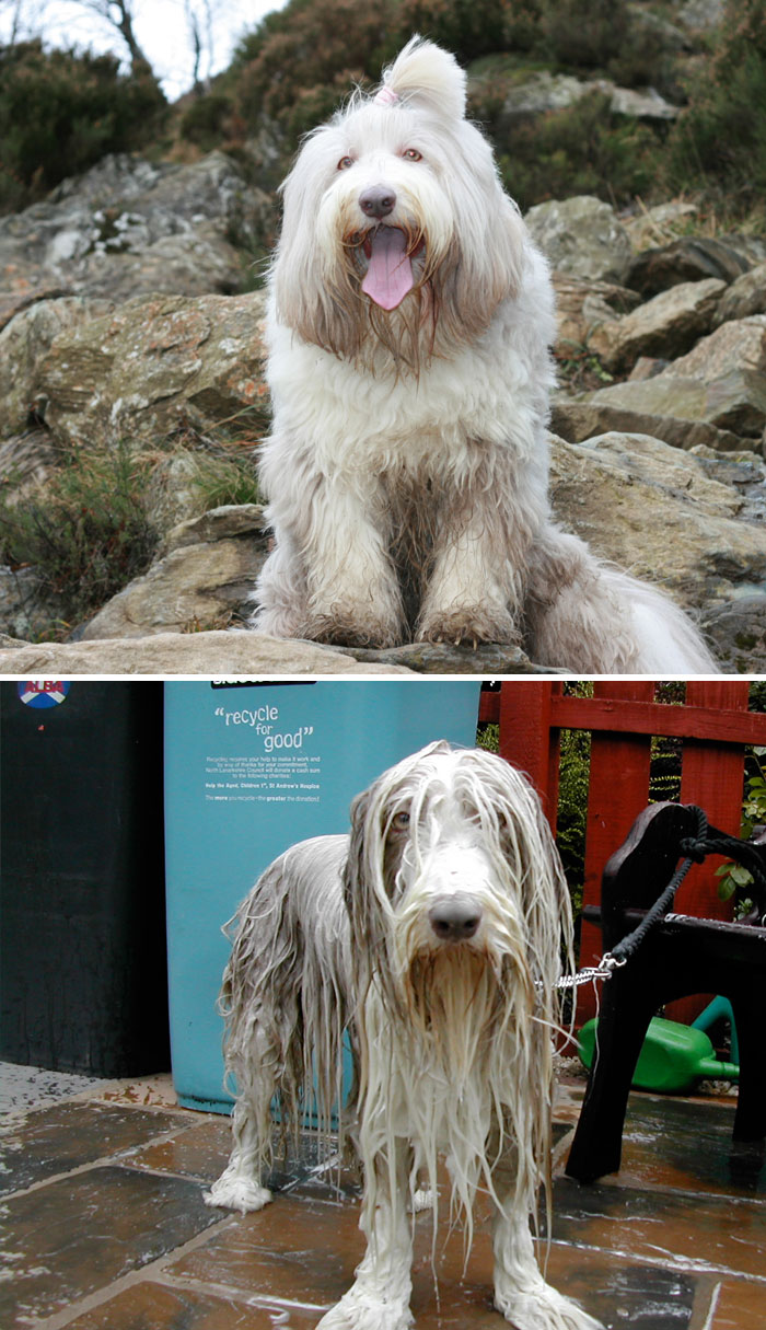 Funny Dogs After Shower (28 pics)
