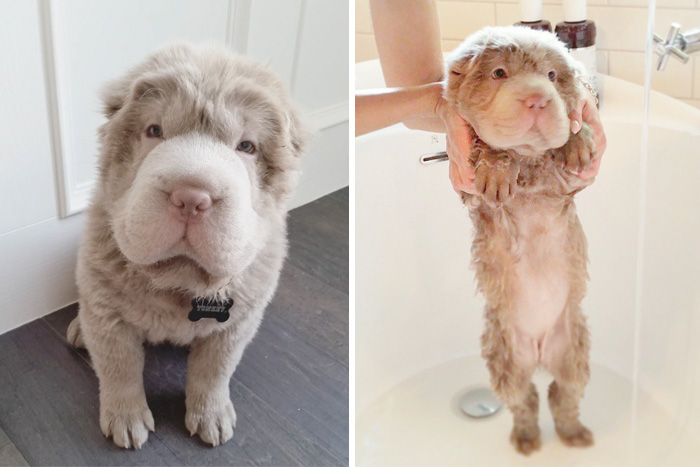 Funny Dogs After Shower (28 pics)