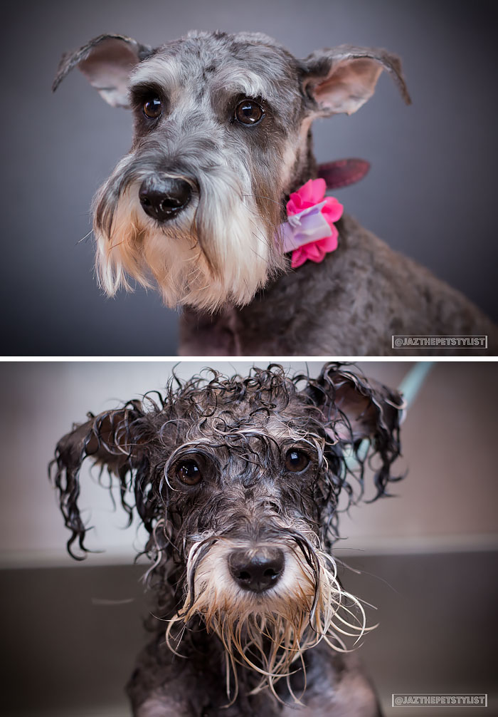 Funny Dogs After Shower (28 pics)