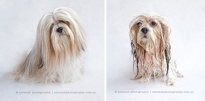 Funny Dogs After Shower (28 pics)