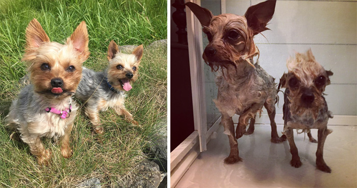 Funny Dogs After Shower (28 pics)