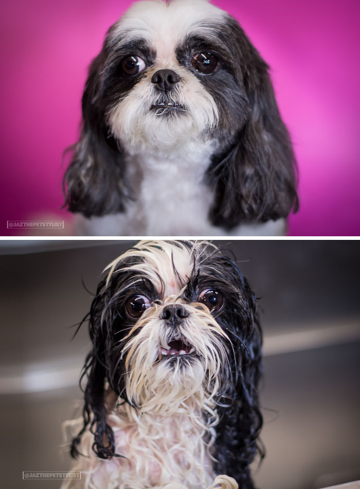 Funny Dogs After Shower (28 pics)