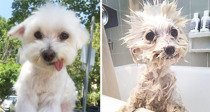 Funny Dogs After Shower (28 pics)