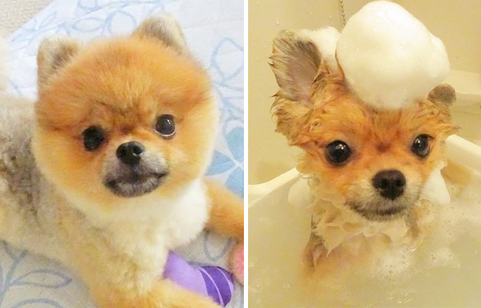 Funny Dogs After Shower (28 pics)