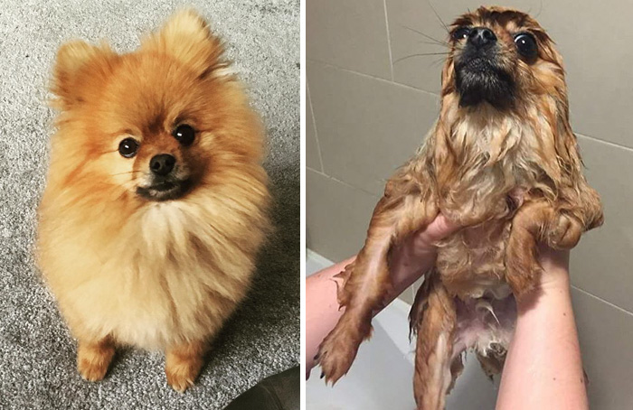 Funny Dogs After Shower (28 pics)