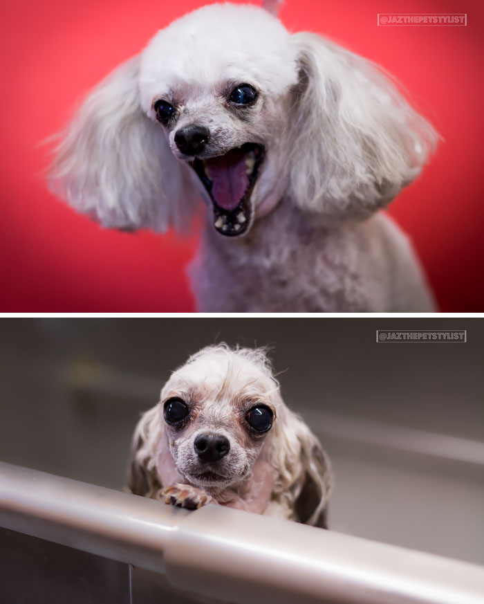 Funny Dogs After Shower (28 pics)