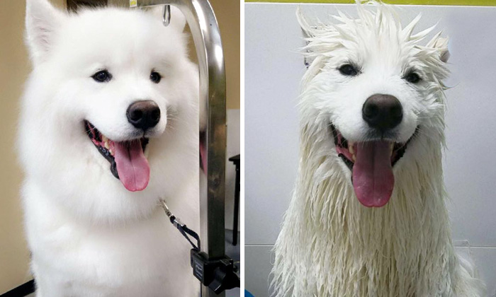 Funny Dogs After Shower (28 pics)