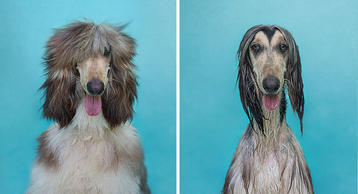 Funny Dogs After Shower (28 pics)