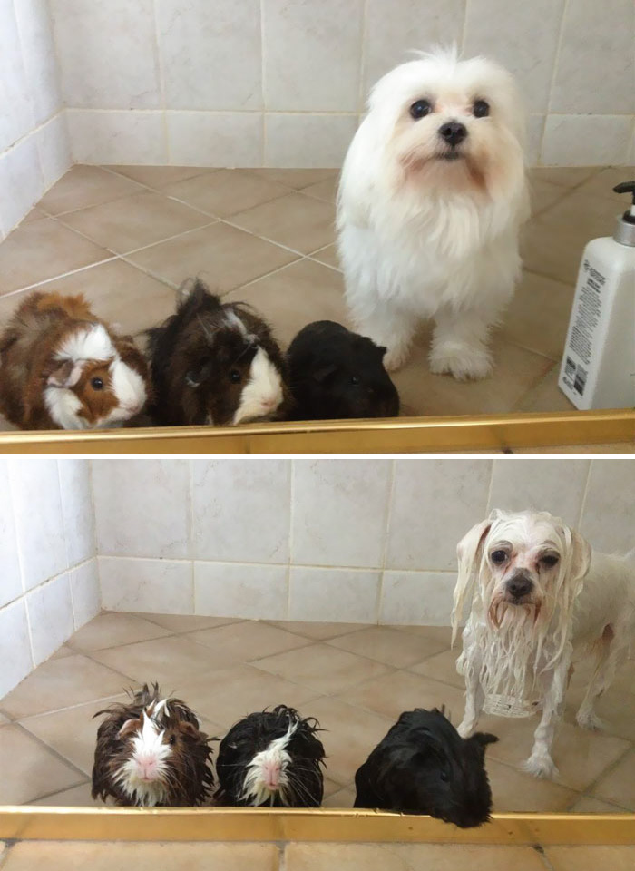 Funny Dogs After Shower (28 pics)