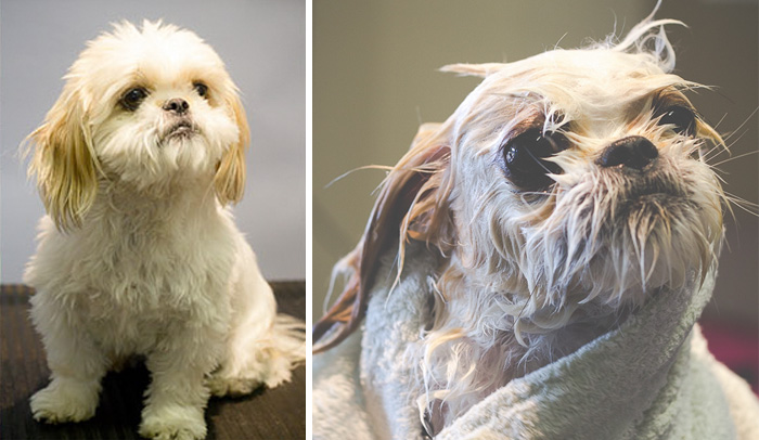 Funny Dogs After Shower (28 pics)