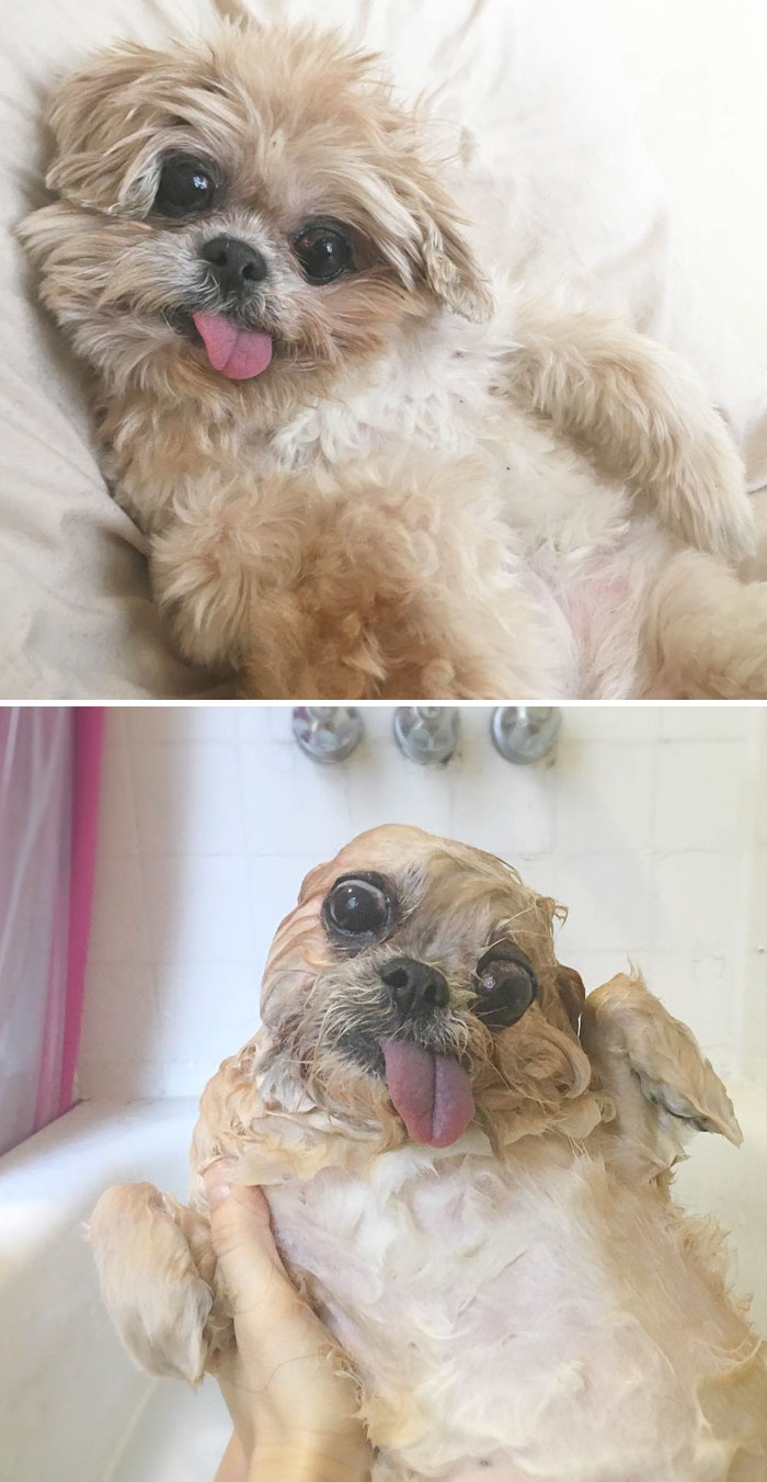 Funny Dogs After Shower (28 pics)