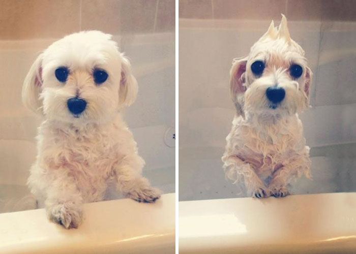 Funny Dogs After Shower (28 pics)