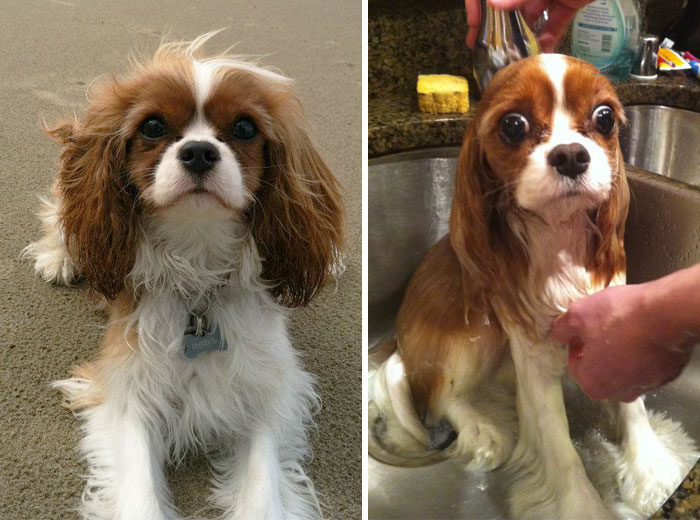 Funny Dogs After Shower (28 pics)