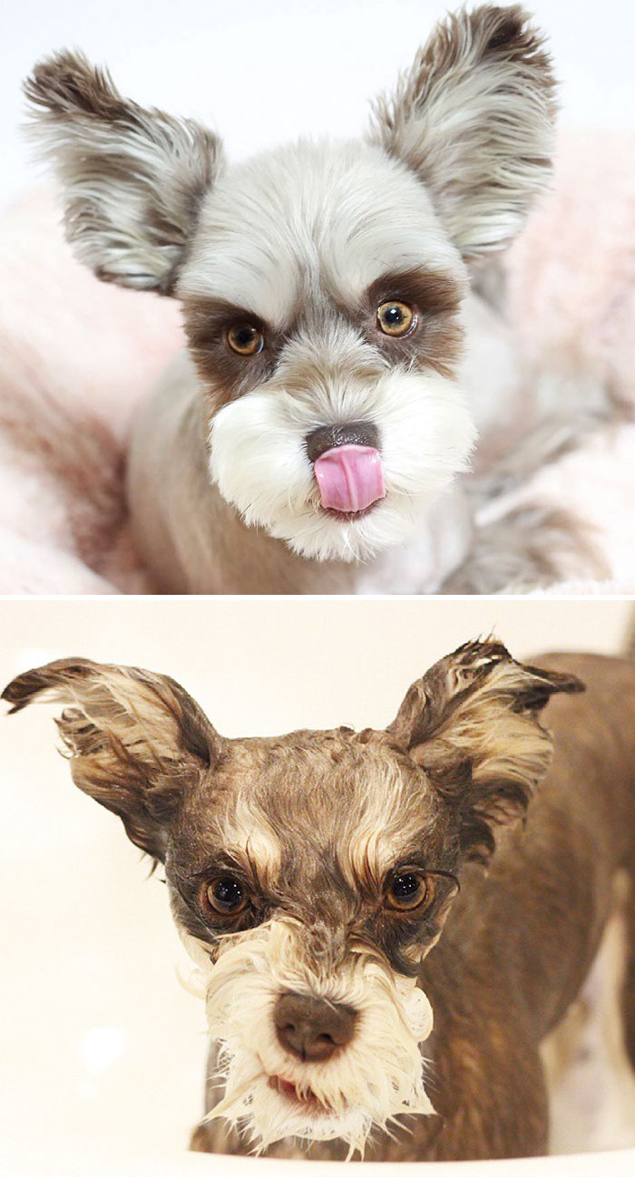 Funny Dogs After Shower (28 pics)