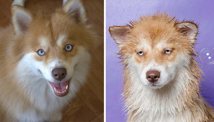 Funny Dogs After Shower (28 pics)