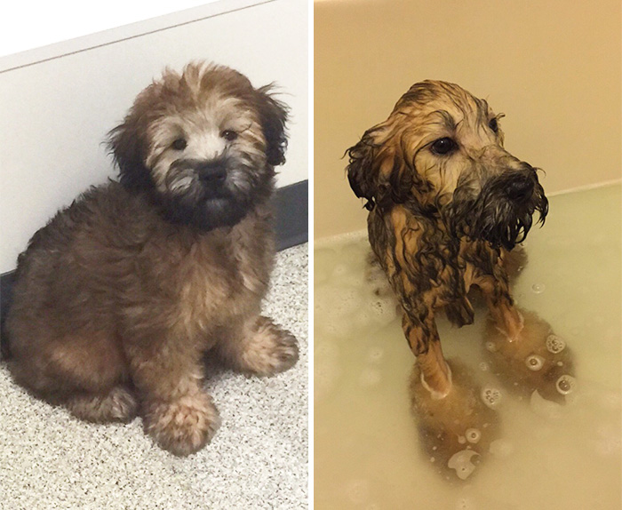 Funny Dogs After Shower (28 pics)