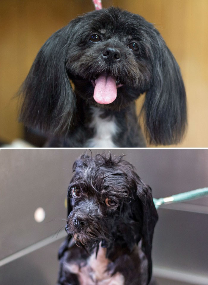 Funny Dogs After Shower (28 pics)
