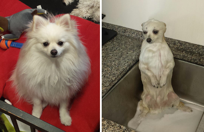 Funny Dogs After Shower (28 pics)