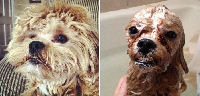 Funny Dogs After Shower (28 pics)