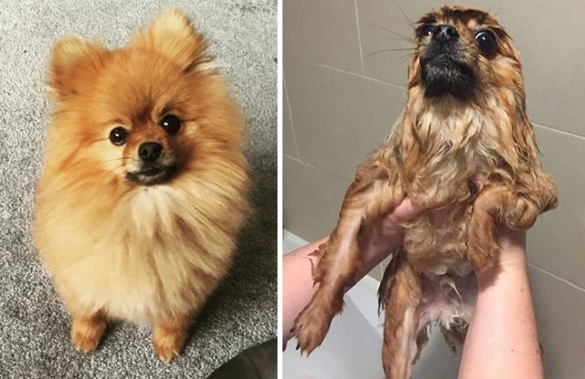 Funny Dogs After Shower (28 pics)