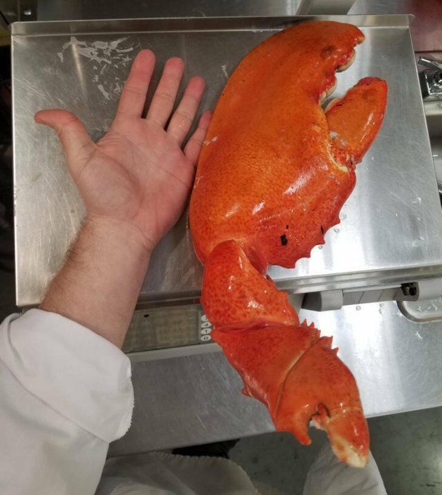 Amazing Finds (16 pics)
