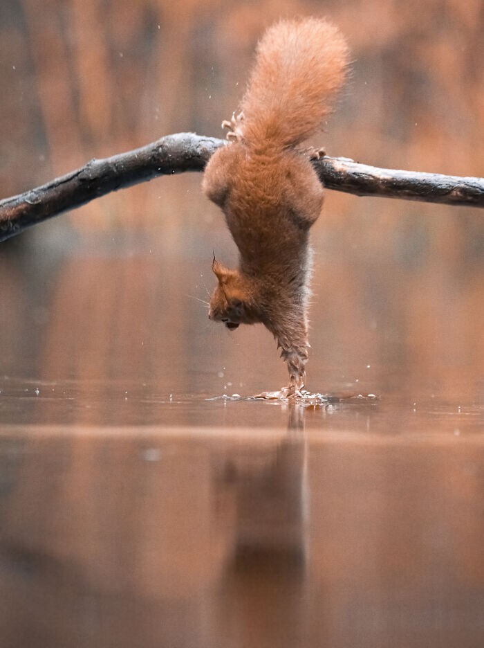 Jumping Squirrels (20 pics)