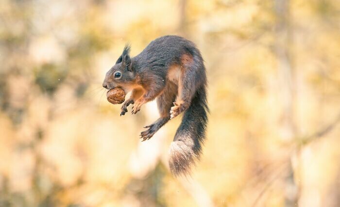 Jumping Squirrels (20 pics)