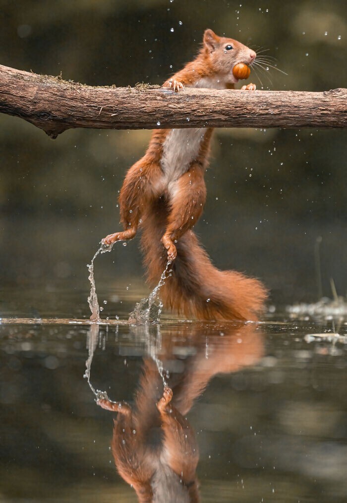 Jumping Squirrels (20 pics)